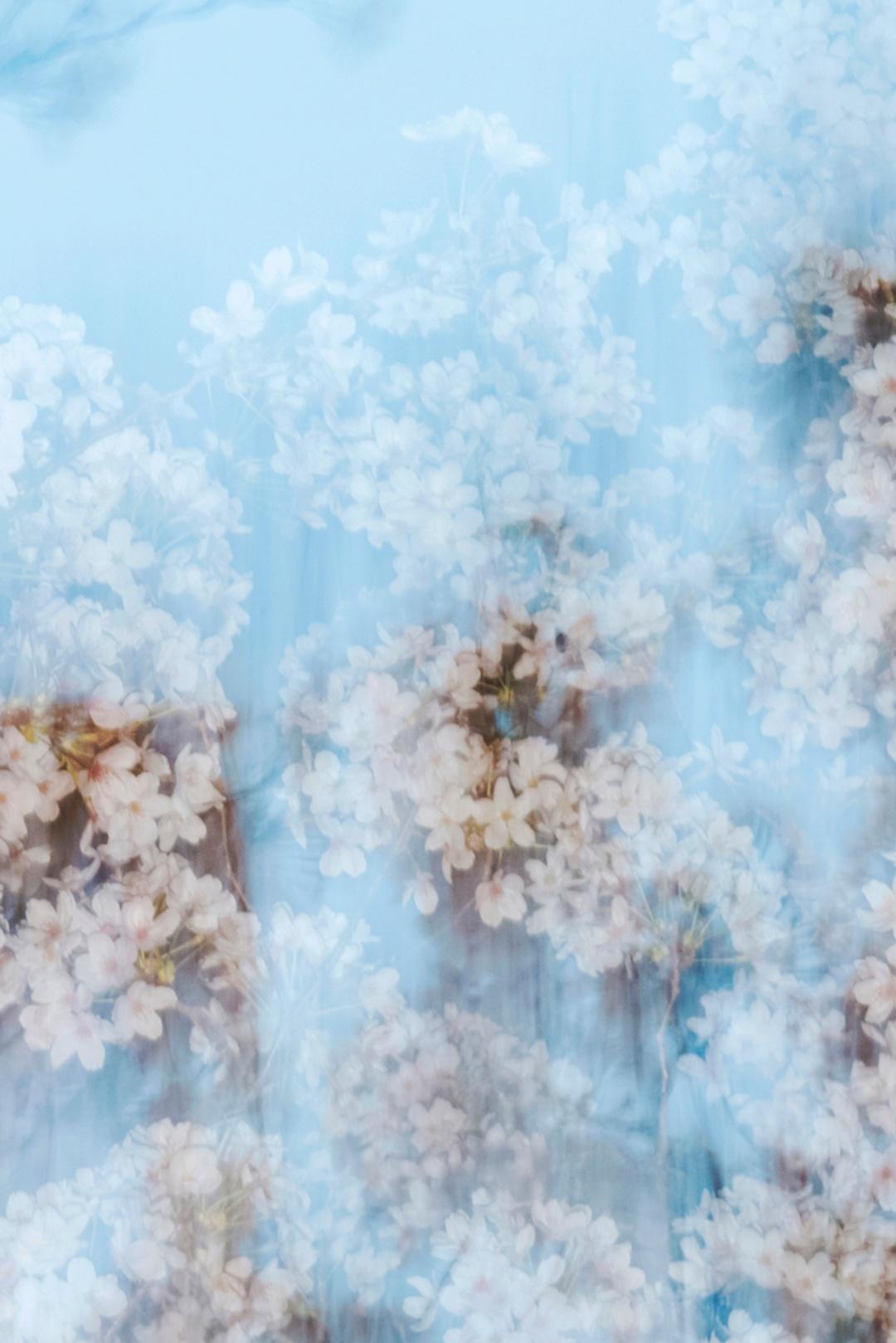 sakura 002 – Yoshinori Mizutani, Colour, Photography, Japan, Sakura, Spring  For Sale 1