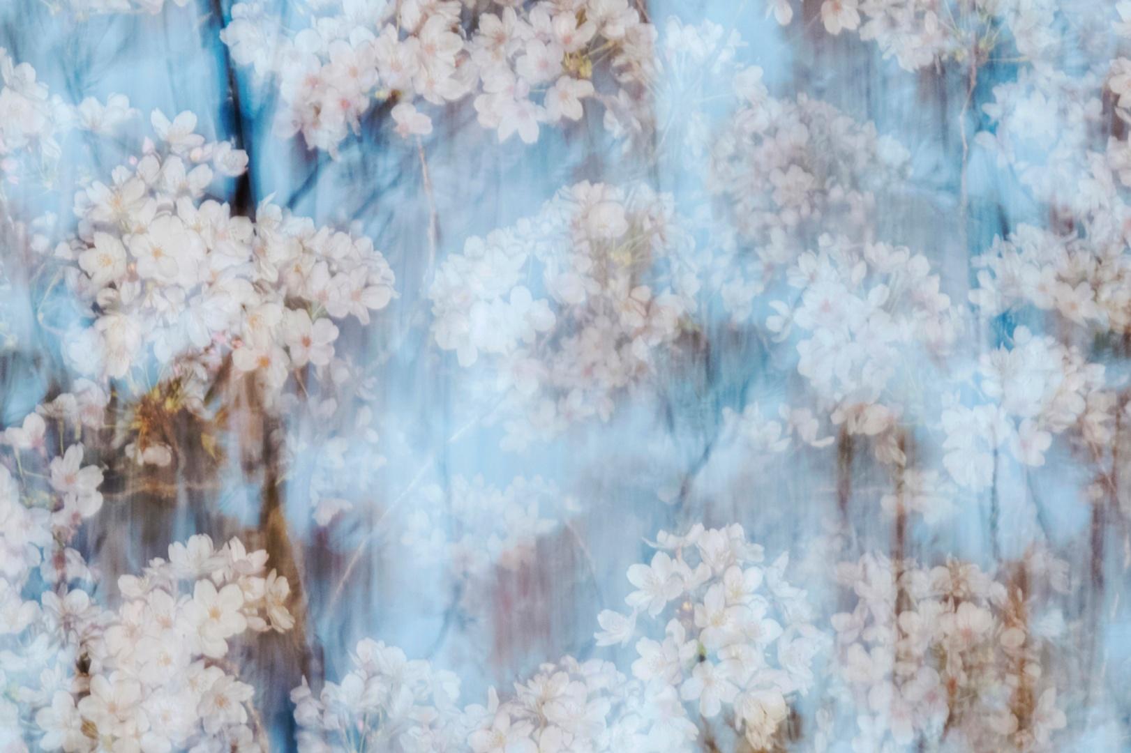 sakura 002 – Yoshinori Mizutani, Colour, Photography, Japan, Sakura, Spring  For Sale 2