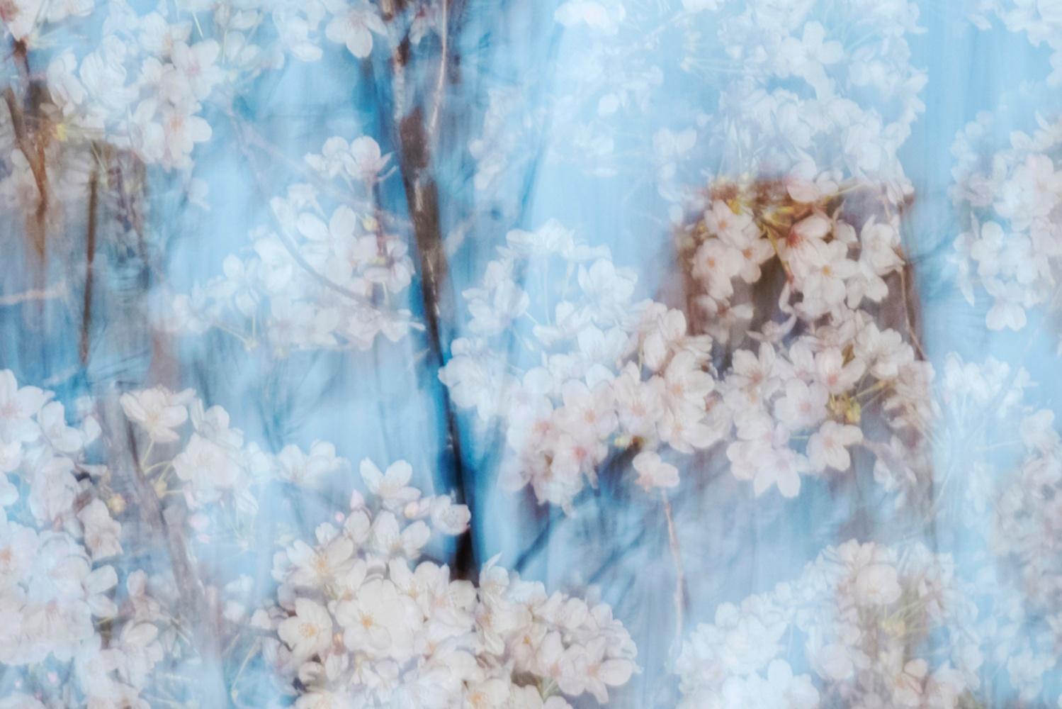 sakura 002 – Yoshinori Mizutani, Colour, Photography, Japan, Sakura, Spring  For Sale 3