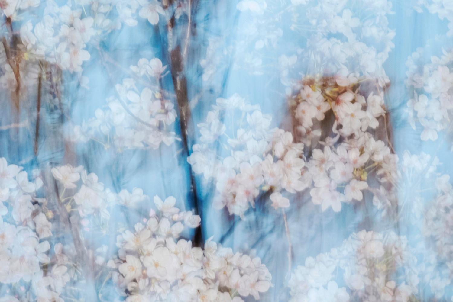 sakura 002 Yoshinori Mizutani, Farbe, Fotografie, Japan, Sakura, Frühling im Angebot 4