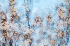 Sakura 002 Yoshinori Mizutani, couleur, photographie, Japon, Sakura, Printemps