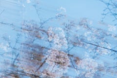 Sakura 003 Yoshinori Mizutani, couleur, photographie, Japon, Sakura, Printemps