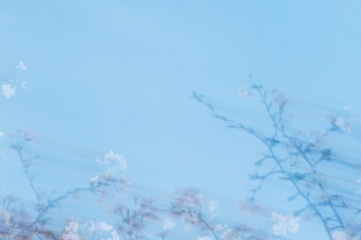 sakura 003 – Yoshinori Mizutani, Colour, Photography, Japan, Sakura, Spring For Sale 1