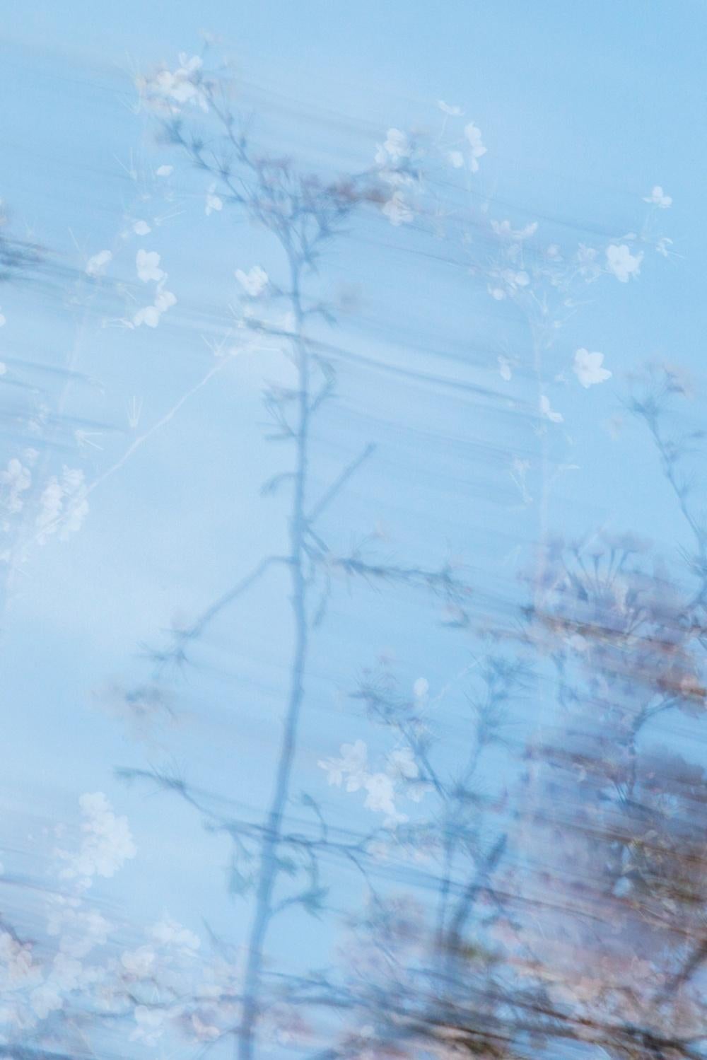 sakura 003 – Yoshinori Mizutani, Colour, Photography, Japan, Sakura, Spring For Sale 2
