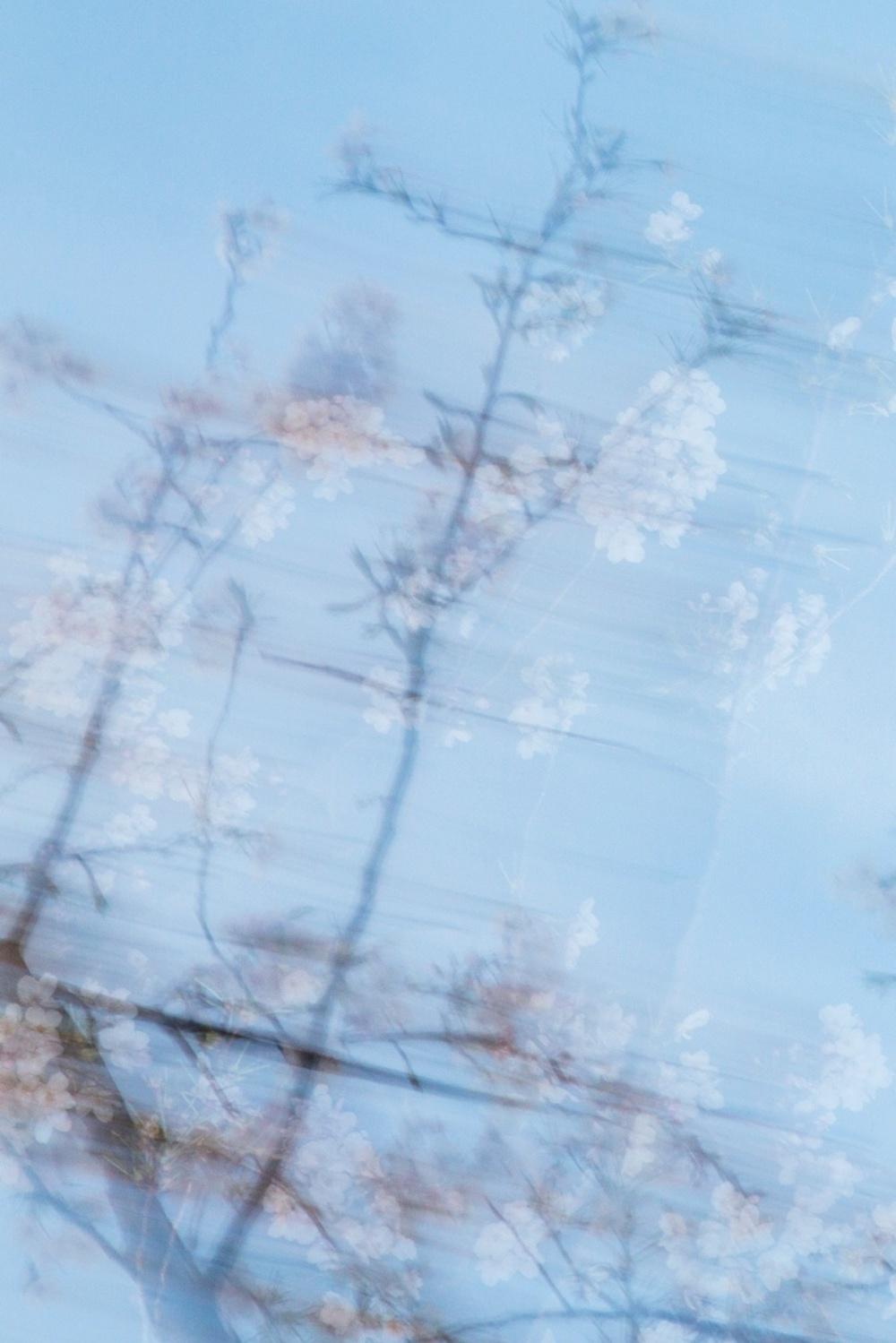 sakura 003 – Yoshinori Mizutani, Colour, Photography, Japan, Sakura, Spring For Sale 3