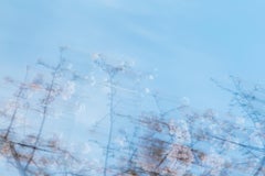 Sakura 003 Yoshinori Mizutani, couleur, photographie, Japon, Sakura, Printemps