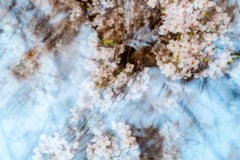 sakura 004 - Yoshinori Mizutani, Couleur, Photographie, Japon, Sakura, Printemps