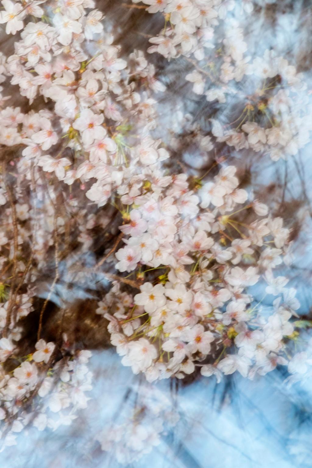 sakura 004 – Yoshinori Mizutani, Colour, Photography, Japan, Sakura, Spring  For Sale 1