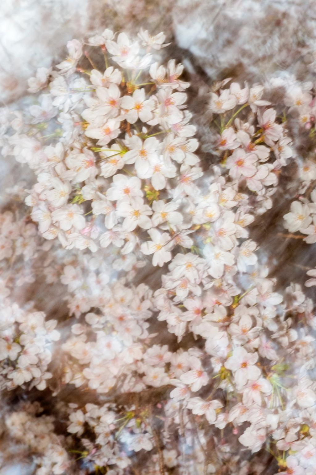 sakura 004 – Yoshinori Mizutani, Colour, Photography, Japan, Sakura, Spring  For Sale 2