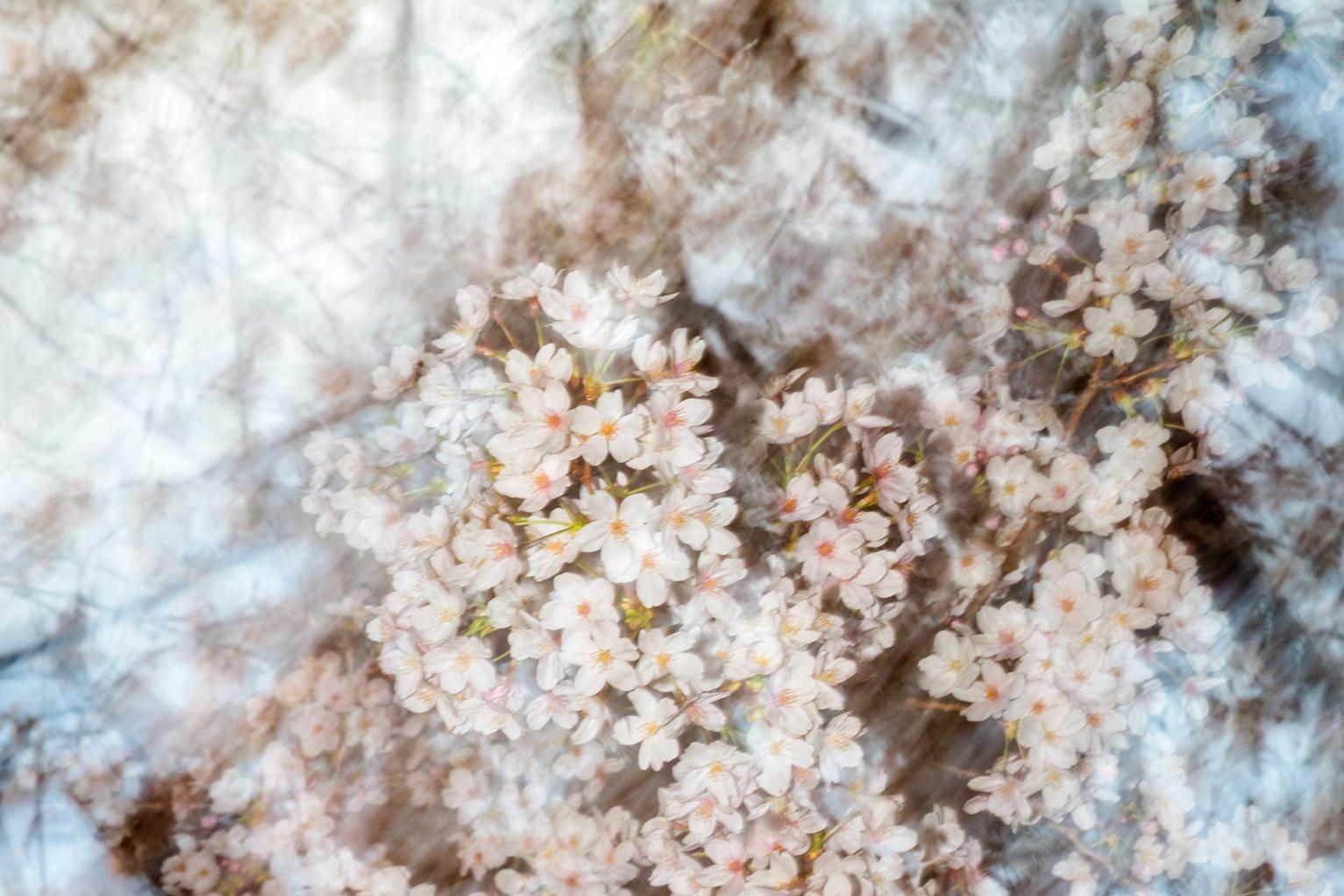 sakura 004 – Yoshinori Mizutani, Colour, Photography, Japan, Sakura, Spring  For Sale 3