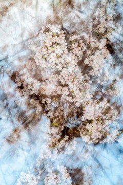 sakura 004 – Yoshinori Mizutani, Colour, Photography, Japan, Sakura, Spring 
