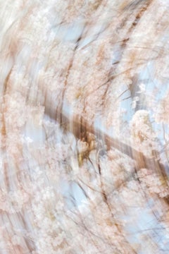 Sakura 005 Yoshinori Mizutani, couleur, photographie, Japon, Sakura, Printemps