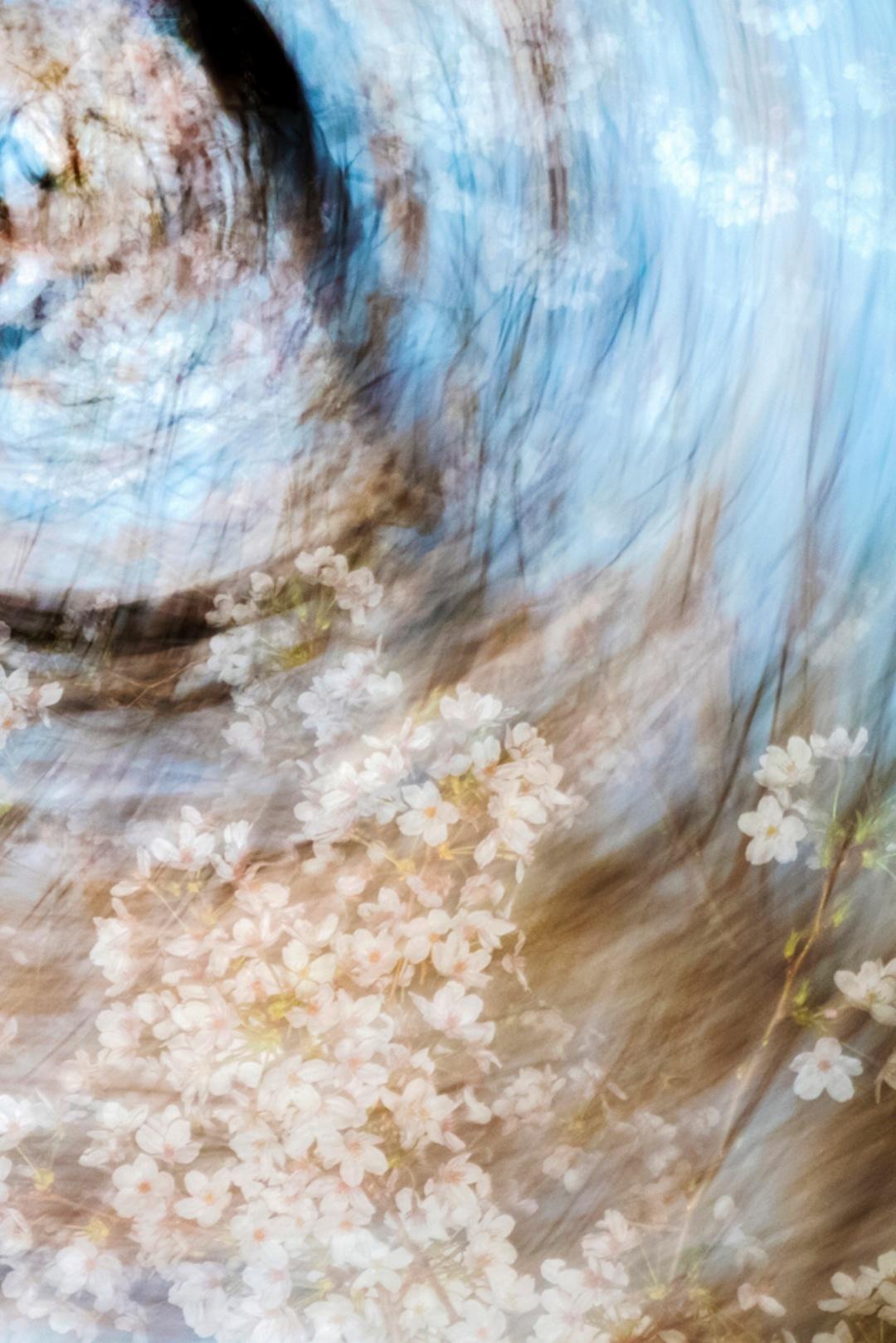 sakura 005 – Yoshinori Mizutani, Colour, Photography, Japan, Sakura, Spring  For Sale 2