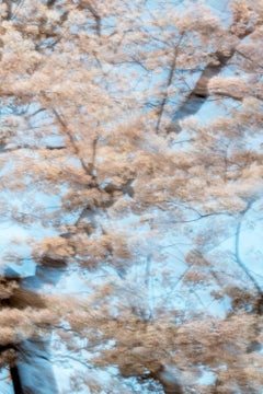Sakura 006 Yoshinori Mizutani, couleur, photographie, Japon, Sakura, Printemps