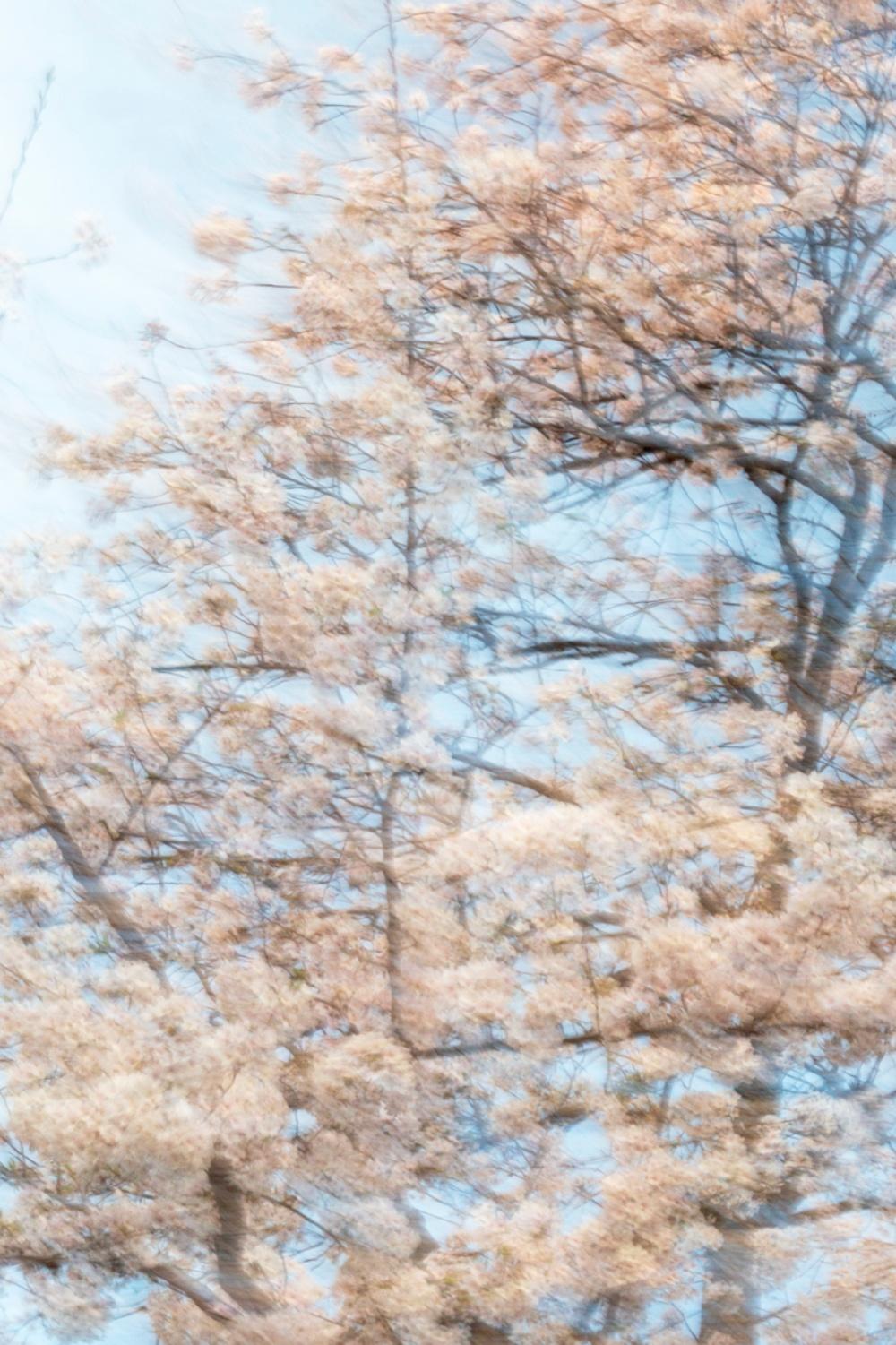 sakura 006 – Yoshinori Mizutani, Colour, Photography, Japan, Sakura, Spring  For Sale 1