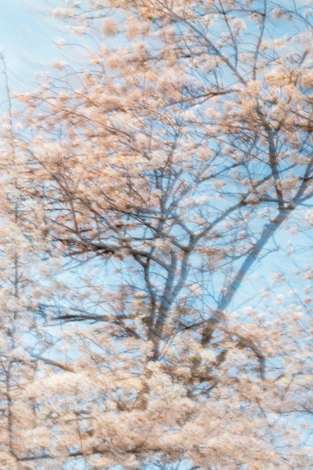 sakura 006 – Yoshinori Mizutani, Colour, Photography, Japan, Sakura, Spring  For Sale 3