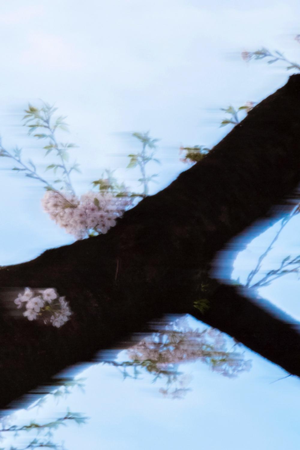 sakura 007 – Yoshinori Mizutani, Colour, Photography, Japan, Sakura, Spring  For Sale 2