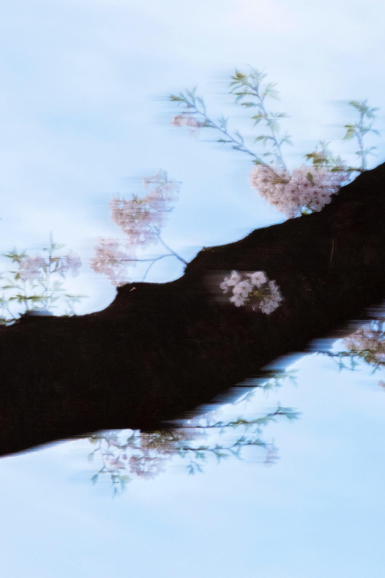 sakura 007 – Yoshinori Mizutani, Colour, Photography, Japan, Sakura, Spring  For Sale 3