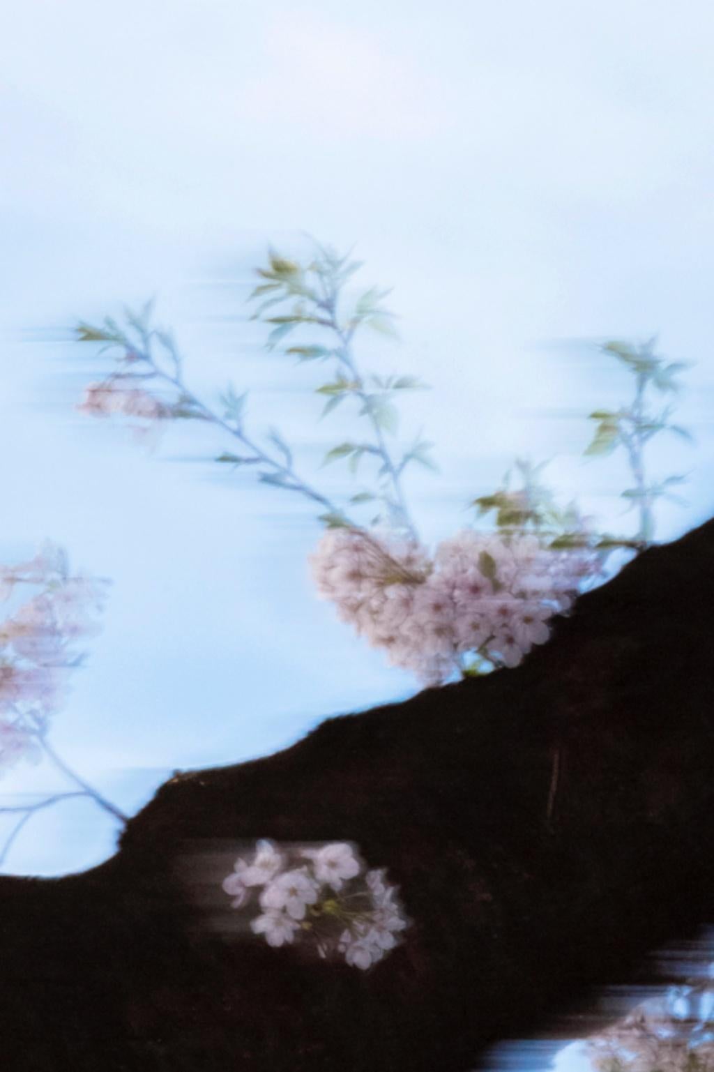 sakura 007 – Yoshinori Mizutani, Colour, Photography, Japan, Sakura, Spring  For Sale 4