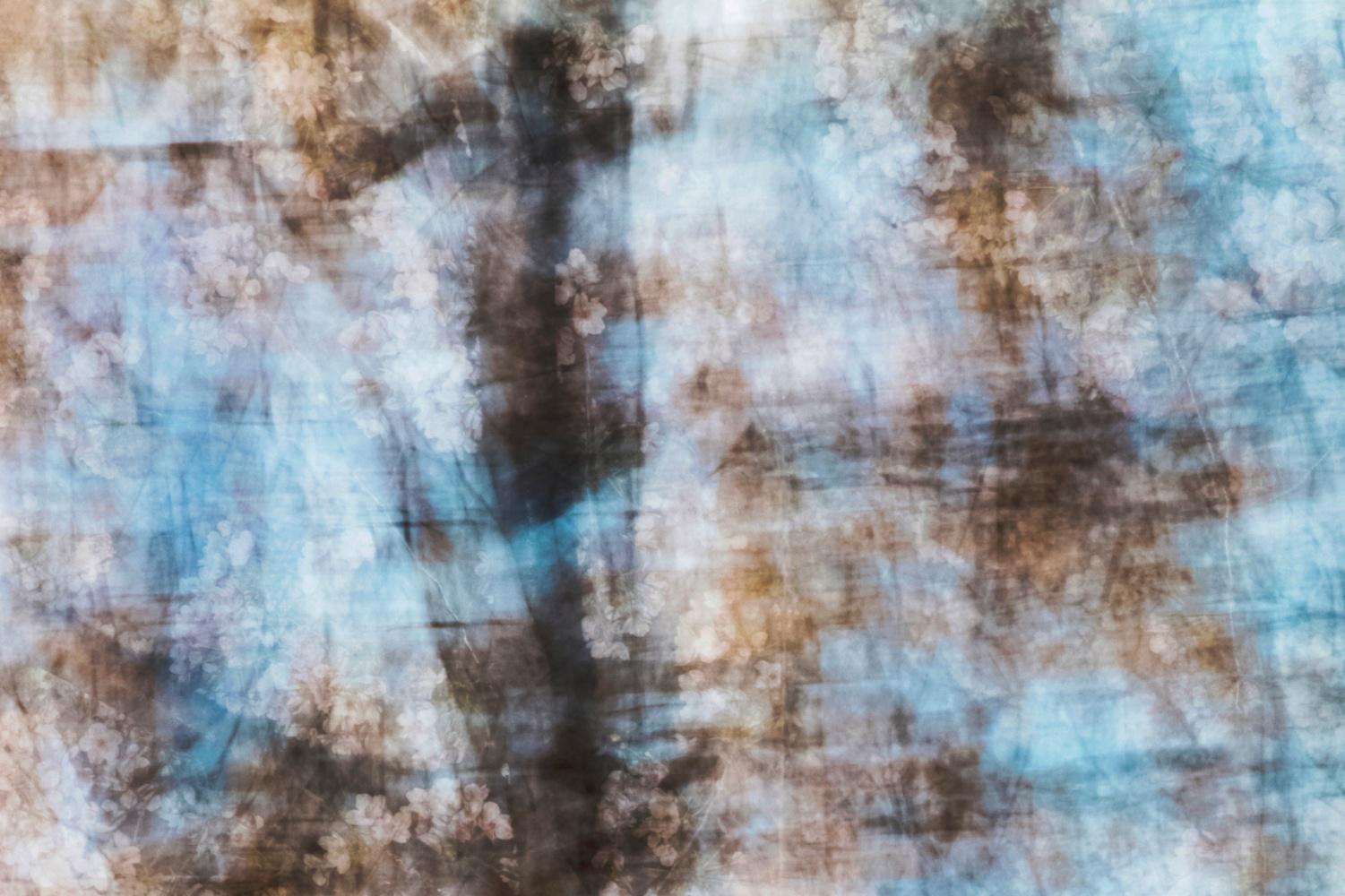 sakura 009 Yoshinori Mizutani, Farbe, Fotografie, Japan, Sakura, Frühling im Angebot 2