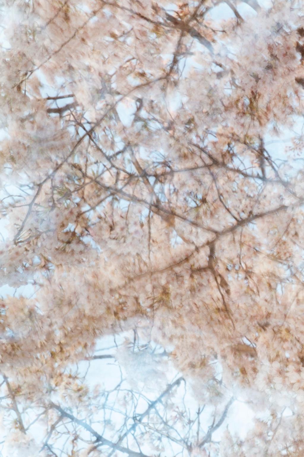 sakura 010 – Yoshinori Mizutani, Colour, Photography, Japan, Sakura, Spring  For Sale 1