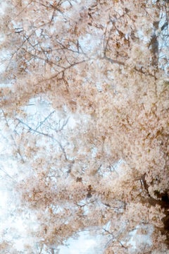 sakura 010 – Yoshinori Mizutani, Colour, Photography, Japan, Sakura, Spring 