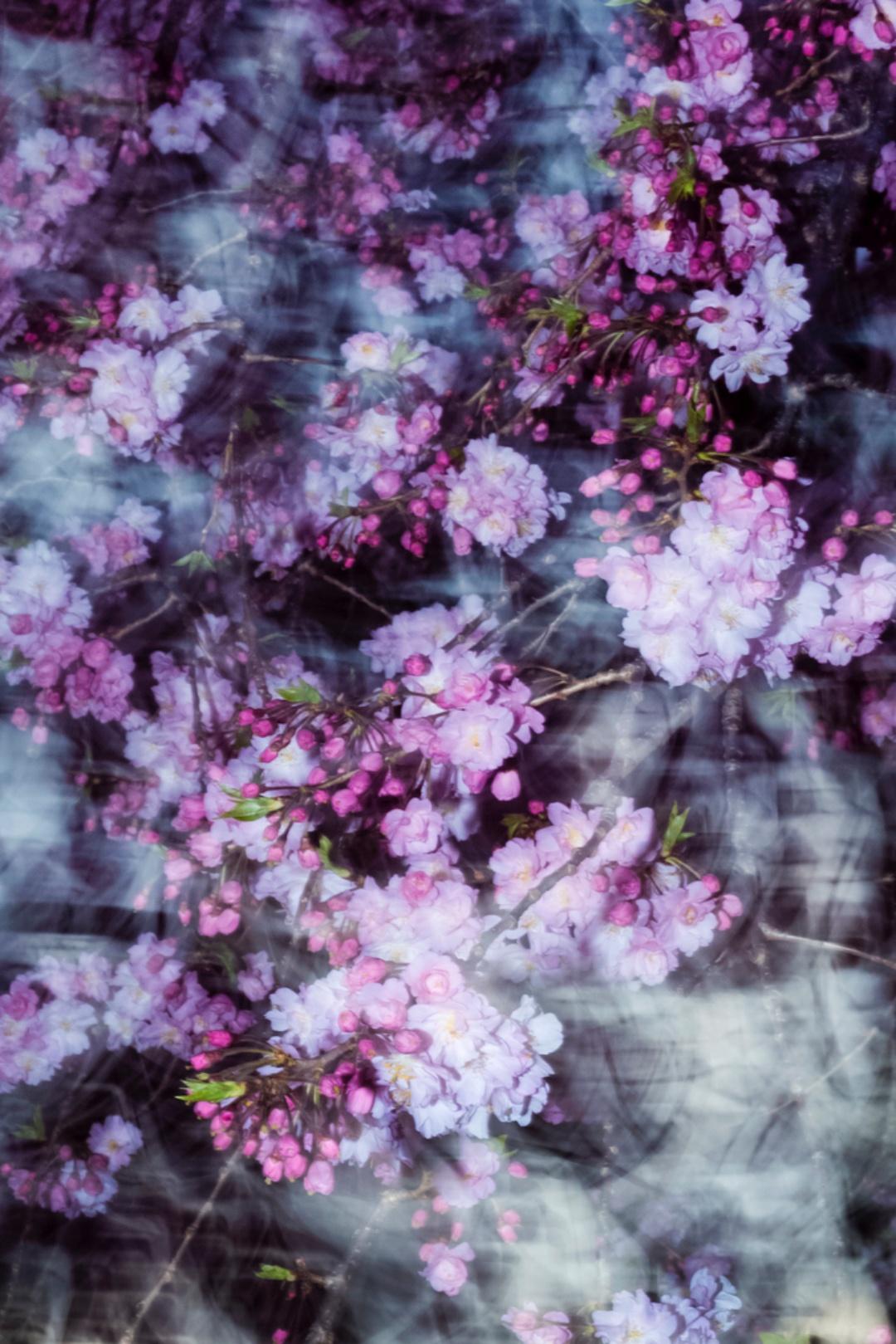 sakura 011  – Yoshinori Mizutani, Colour, Photography, Japan, Sakura, Spring  For Sale 1
