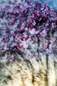 sakura 011  – Yoshinori Mizutani, Colour, Photography, Japan, Sakura, Spring