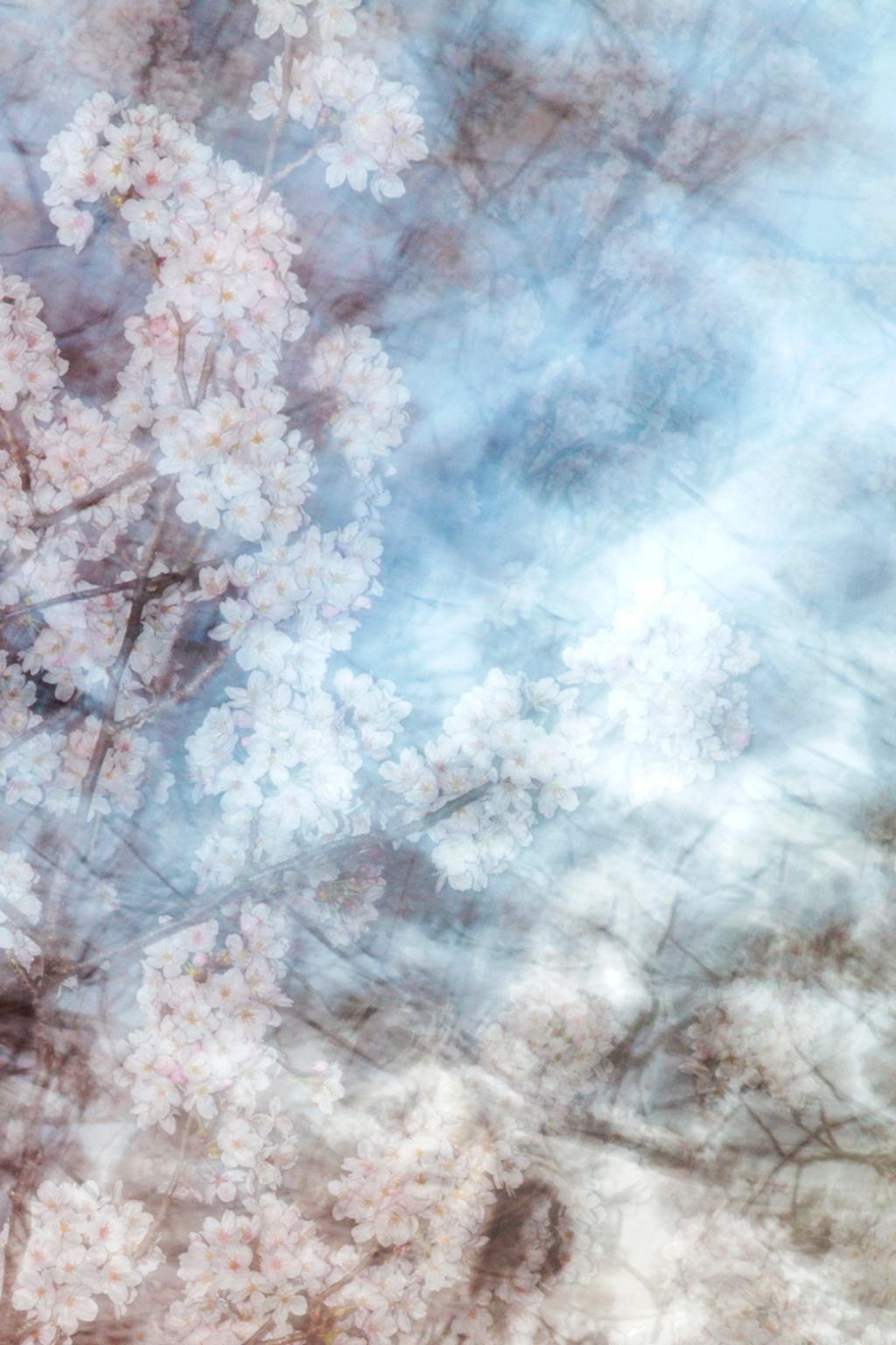 sakura 012 – Yoshinori Mizutani, Colour, Photography, Japan, Sakura, Spring  For Sale 1