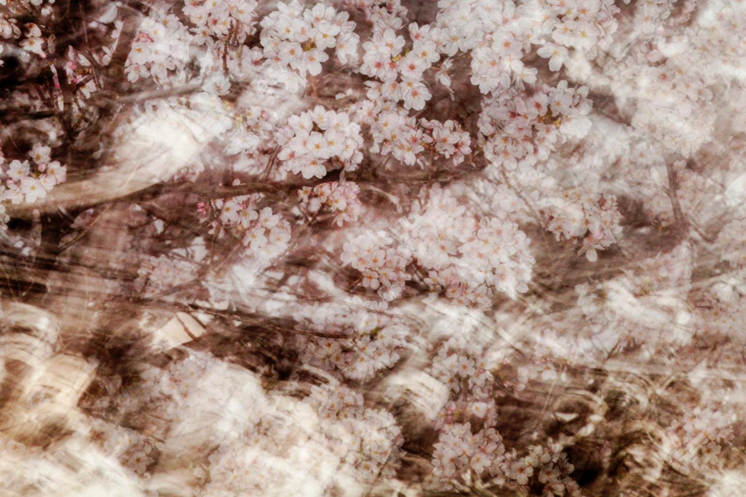 sakura 012 – Yoshinori Mizutani, Colour, Photography, Japan, Sakura, Spring  For Sale 2