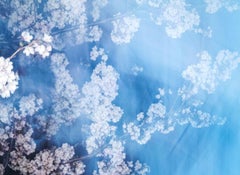 sakura 013 - Yoshinori Mizutani, Couleur, Photographie, Printemps, Japon, Sakura
