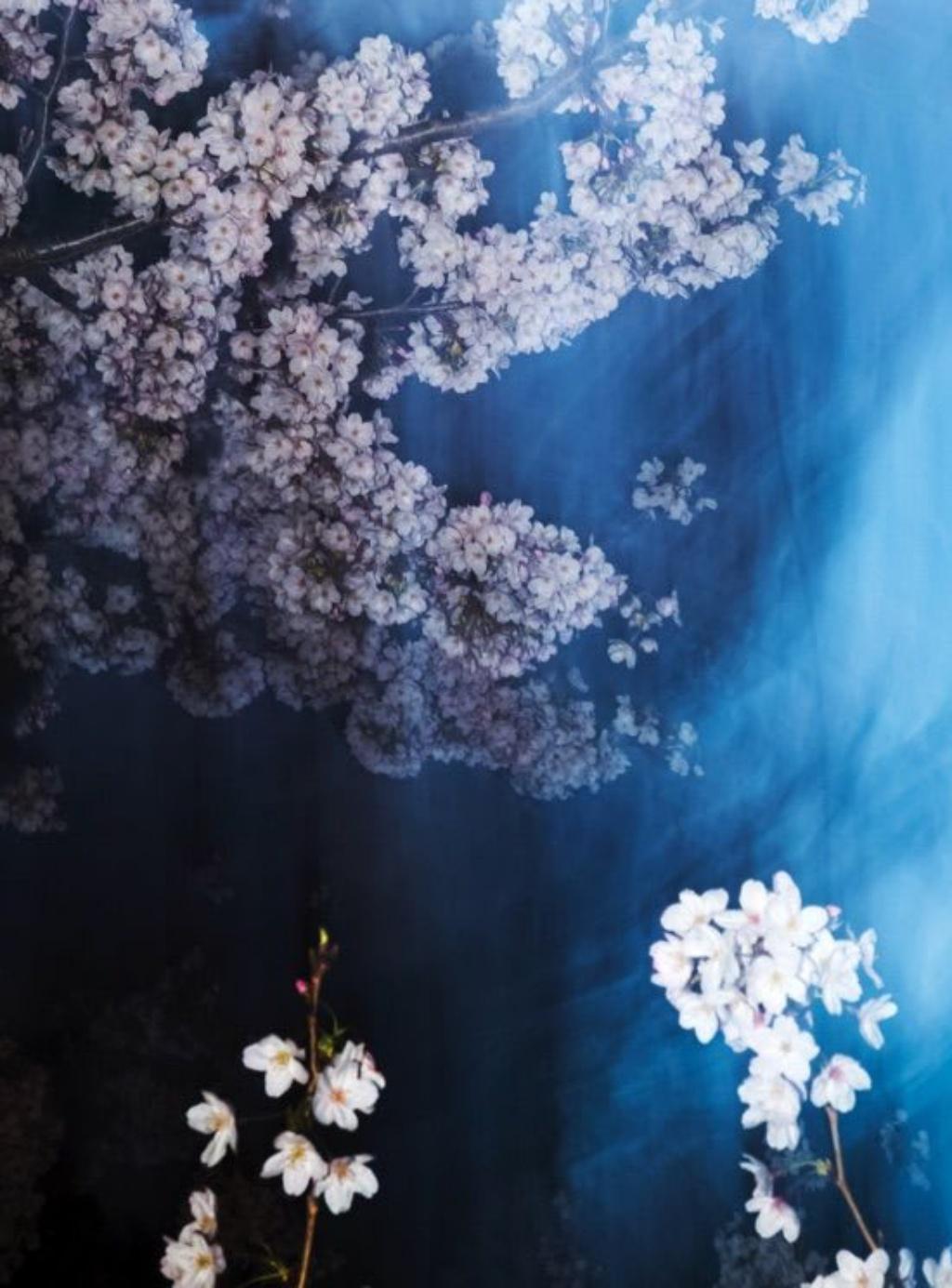 sakura 013  - Yoshinori Mizutani, Farbe, Fotografie, Frühling, Japan, Sakura im Angebot 2