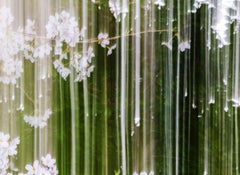 sakura 014 – Yoshinori Mizutani, Colour, Photography, Spring, Japan, Sakura