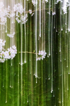 sakura 014  – Yoshinori Mizutani, Colour, Photography, Spring, Japan, Sakura