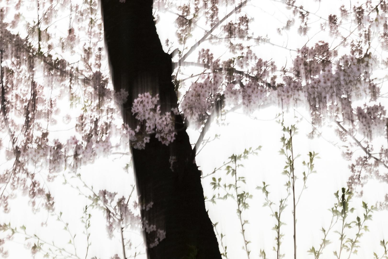 sakura 016 – Yoshinori Mizutani, Colour, Photography, Japan, Sakura, Spring  For Sale 4