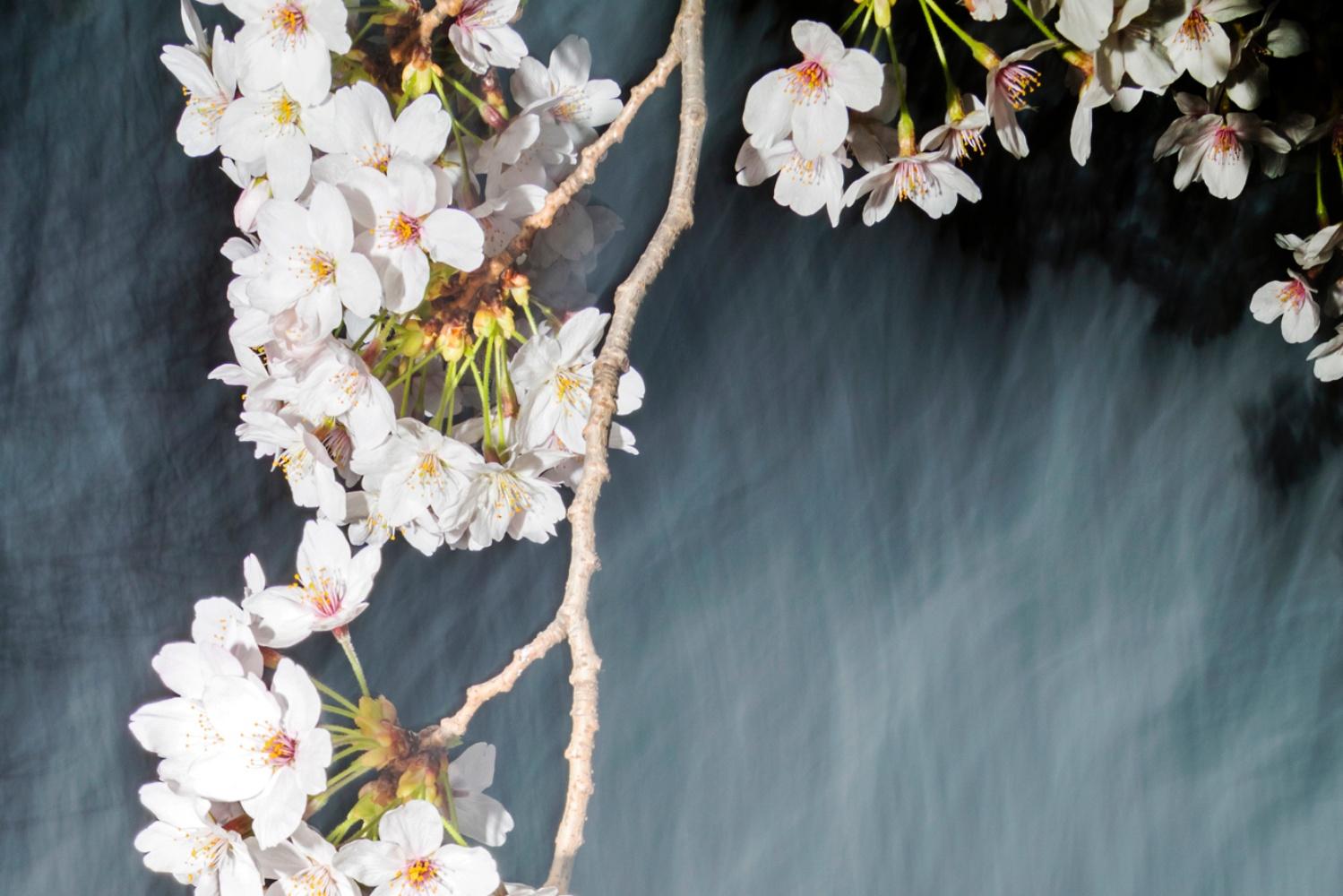 sakura 022  Yoshinori Mizutani, Farbe, Fotografie, Japan, Sakura, Frühling im Angebot 1