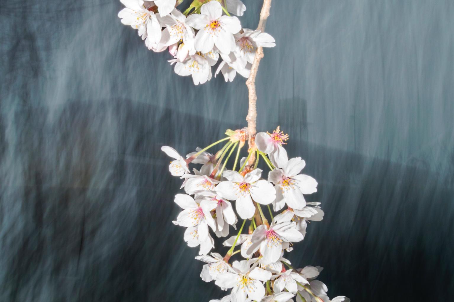 sakura 022  – Yoshinori Mizutani, Colour, Photography, Japan, Sakura, Spring  For Sale 2
