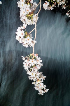 sakura 022  – Yoshinori Mizutani, Colour, Photography, Japan, Sakura, Spring 