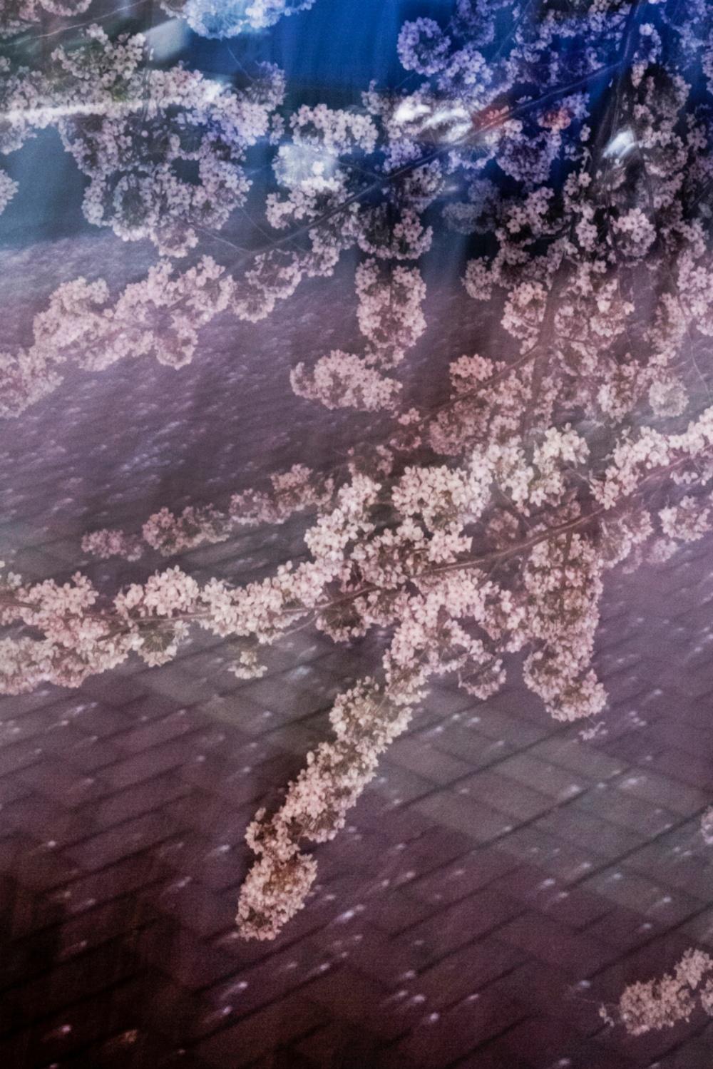 sakura 027  – Yoshinori Mizutani, Colour, Photography, Japan, Sakura, Spring  For Sale 1
