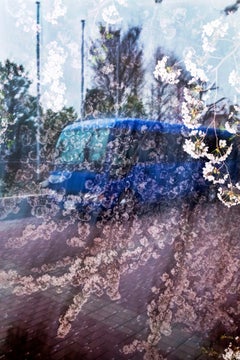 sakura 027  – Yoshinori Mizutani, Colour, Photography, Japan, Sakura, Spring