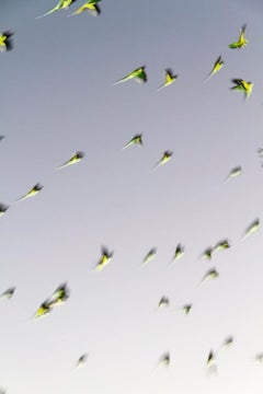 Tokyo Parrots 001  – Yoshinori Mizutani, Colour, Photography, Canary, Art, Sky