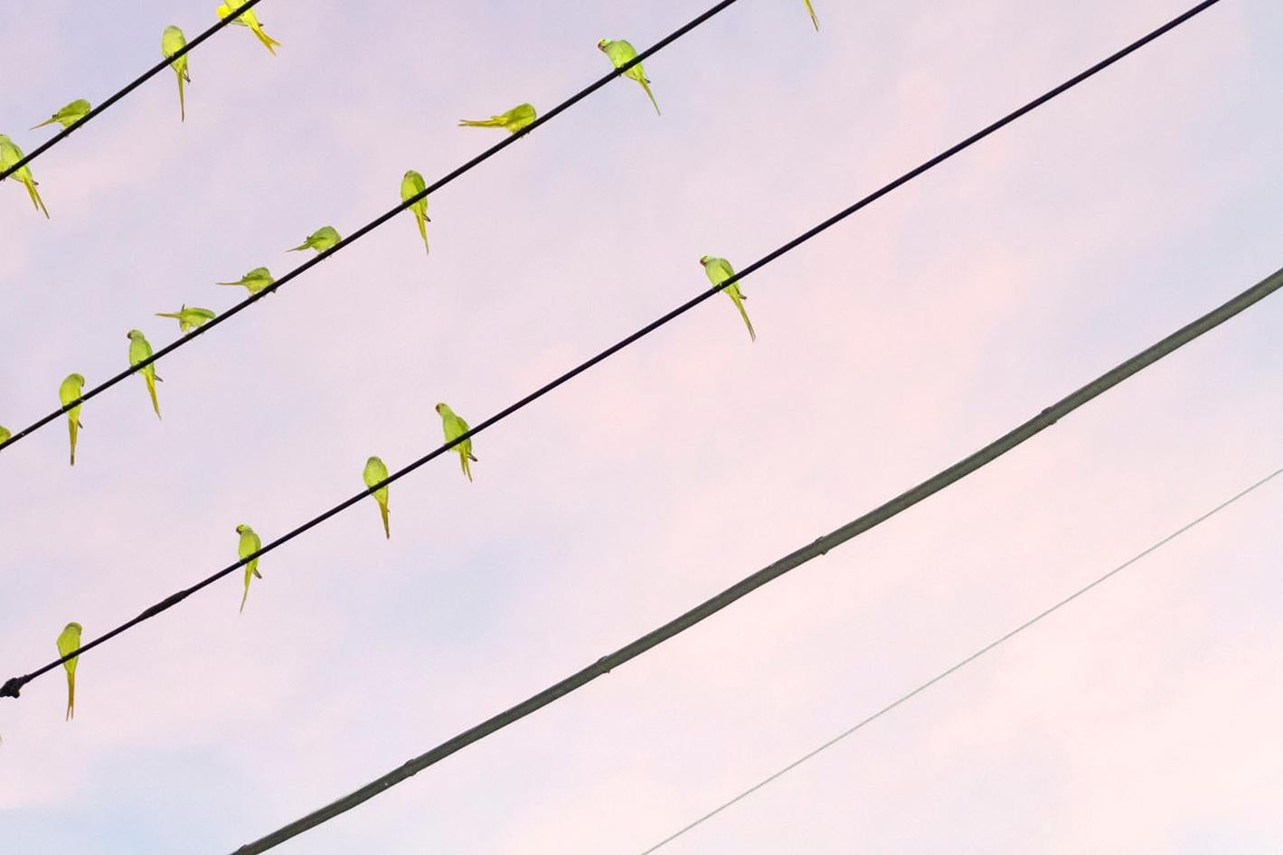 Yoshinori MIZUTANI (*1987, Japan)
Tokyo Parrots 005, 2013
Archival pigment print on Hahnemuhle Fine Art Baryta paper
Sheet 53.5 x 80 cm (21 x 31 1/2 in.)
Frame 55 x 81.7 x 3 cm (21 5/8 x 32 1/8 x 1 1/8 in.)
Edition of 5, plus 2 AP; Ed. no.