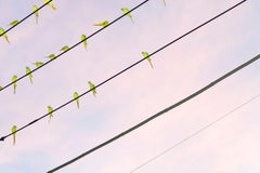 Tokyo Papageien 005 - Yoshinori Mizutani, Farbe, Fotografie, Kanarien, Kunst, Himmel