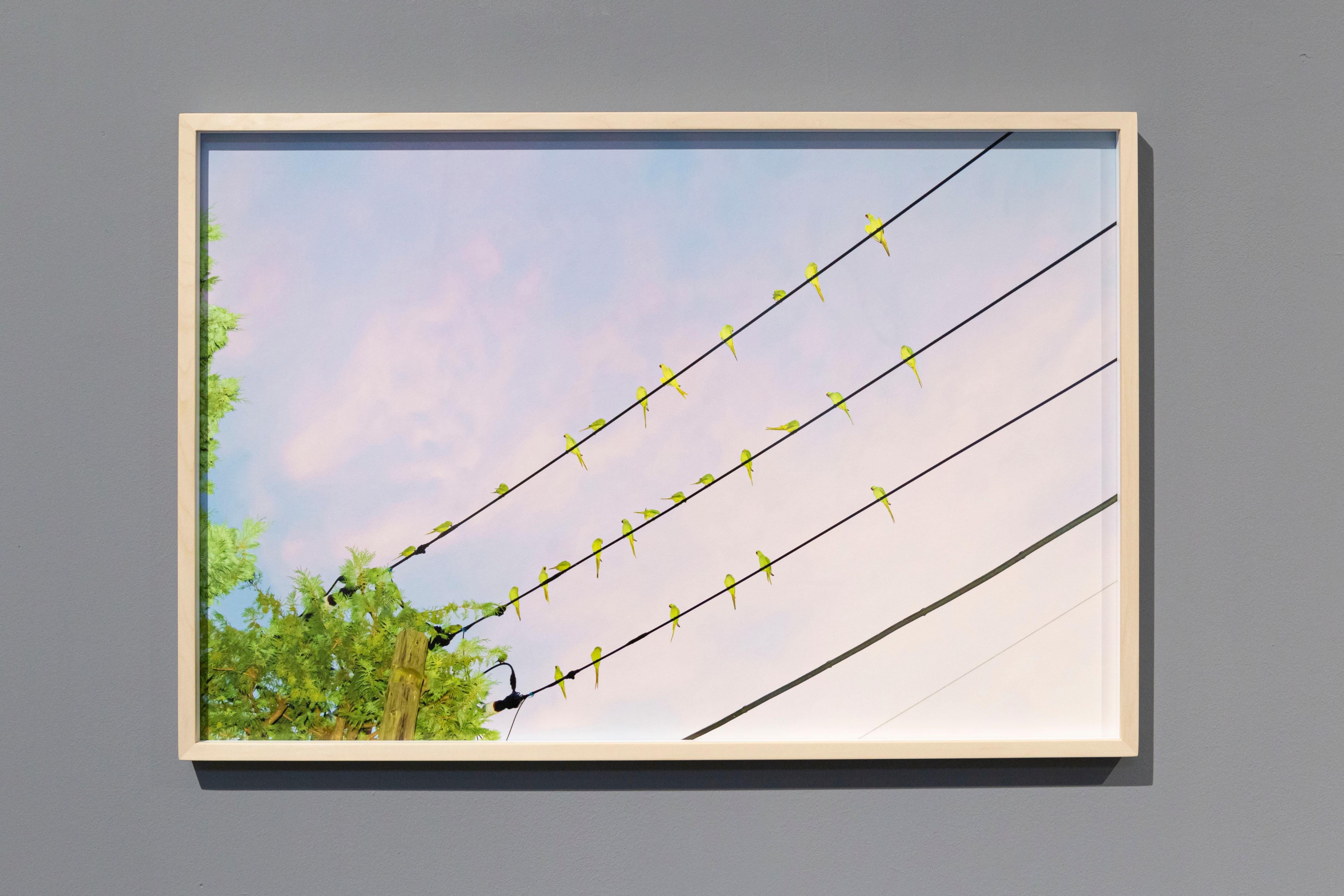 Tokyo Parrots 005 – Yoshinori Mizutani, Colour, Photography, Canary, Art, Sky For Sale 4