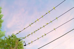 Tokyo Parrots 005 – Yoshinori Mizutani, Colour, Photography, Canary, Art, Sky