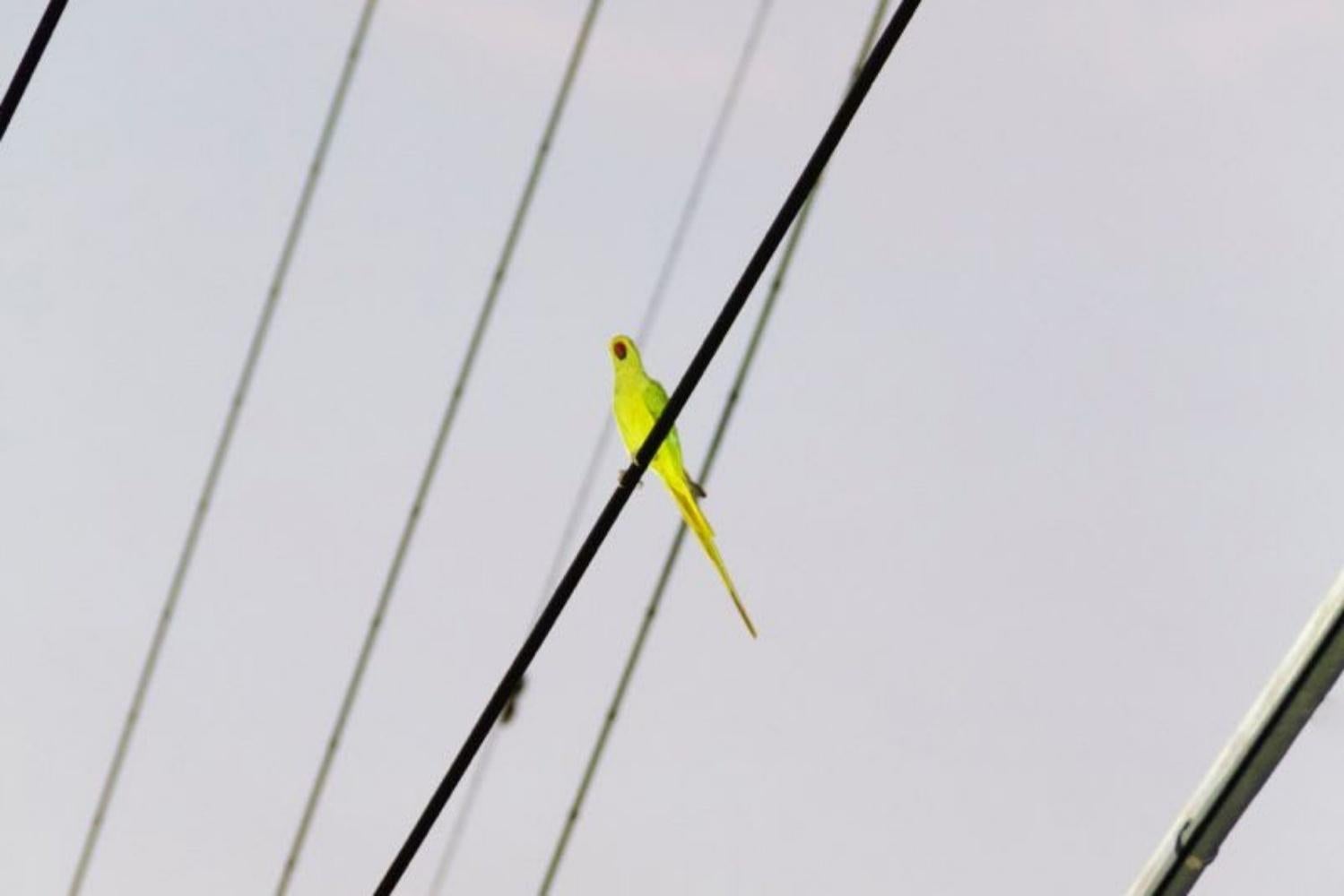 Tokyo Parrots 006  – Yoshinori Mizutani, Colour, Photography, Canary, Art, Sky For Sale 3