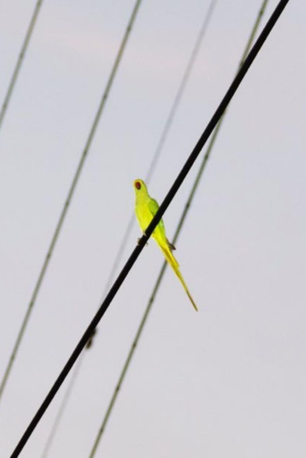 Tokyo Parrots 006  – Yoshinori Mizutani, Colour, Photography, Canary, Art, Sky For Sale 4