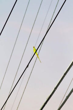 Tokyo Papageien 006  - Yoshinori Mizutani, Farbe, Fotografie, Kanarien, Kunst, Himmel