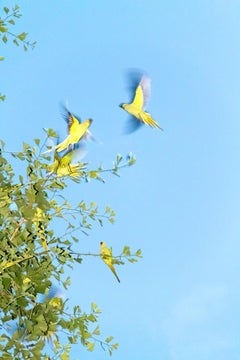 Tokyo Parrots 009  – Yoshinori Mizutani, Colour, Photography, Birds, Art, Sky