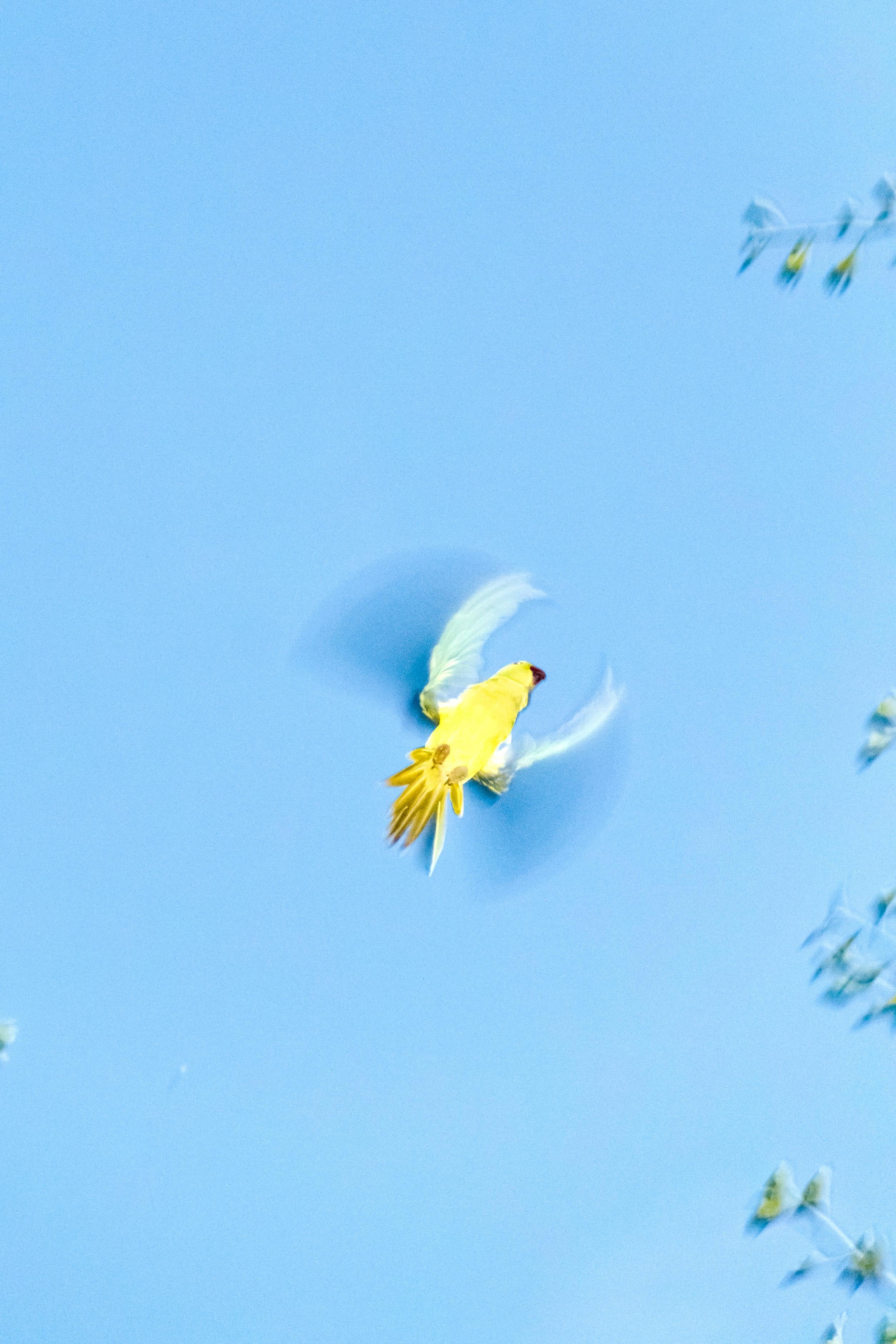 Papageien aus Tokio 010  - Yoshinori Mizutani, Farbe, Fotografie, Kanarienvogel, Kunst, Himmel im Angebot 1